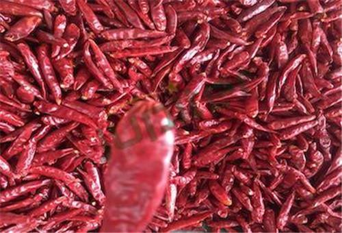 Fresh Red Chili Pepper